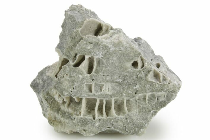 Silurian Dolostone w/ Sparkling Fossil Coral (Fletcheria) - Ohio #362622
